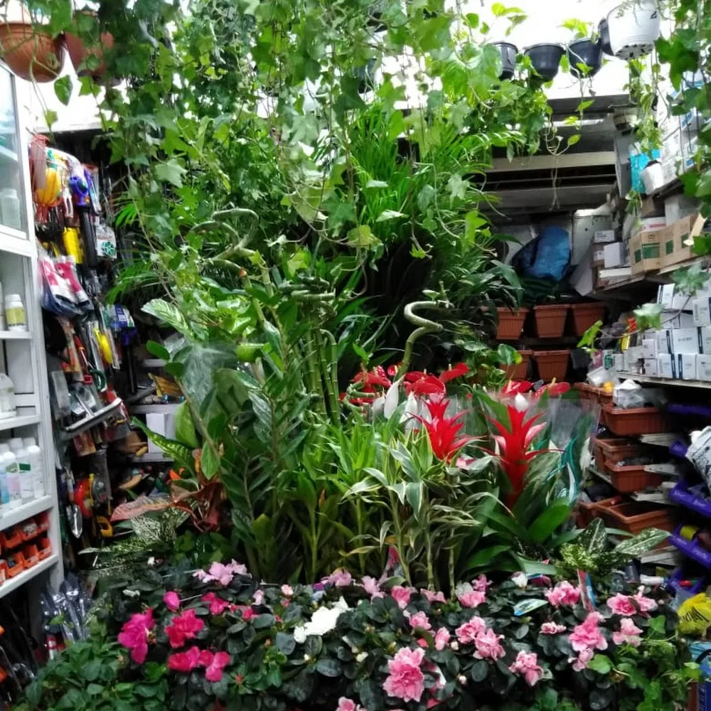 Al Madina Garden LLC Satwa