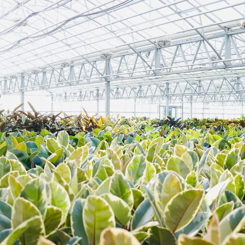 Green Garden Flowers and Plants Trading LLC