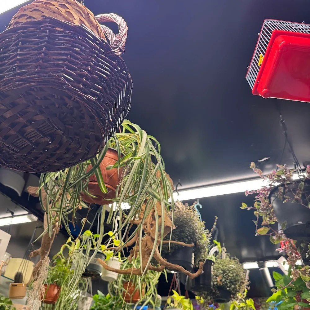 Lucky Flowers & Plants -24 hours flower shop Dubai-Indoor plants maintenance