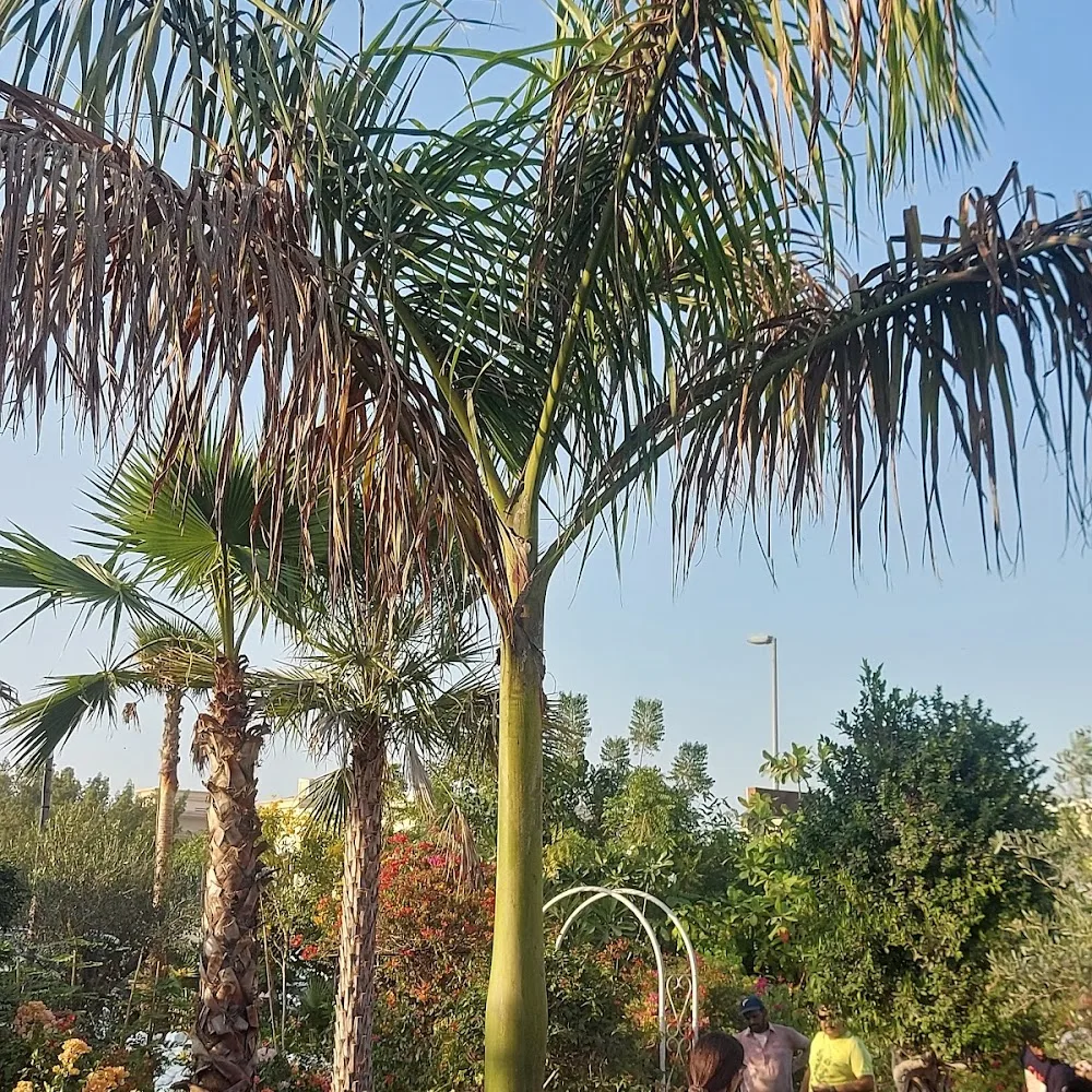 Edge Plants Shop Al Barsha 2 Plant Nursery