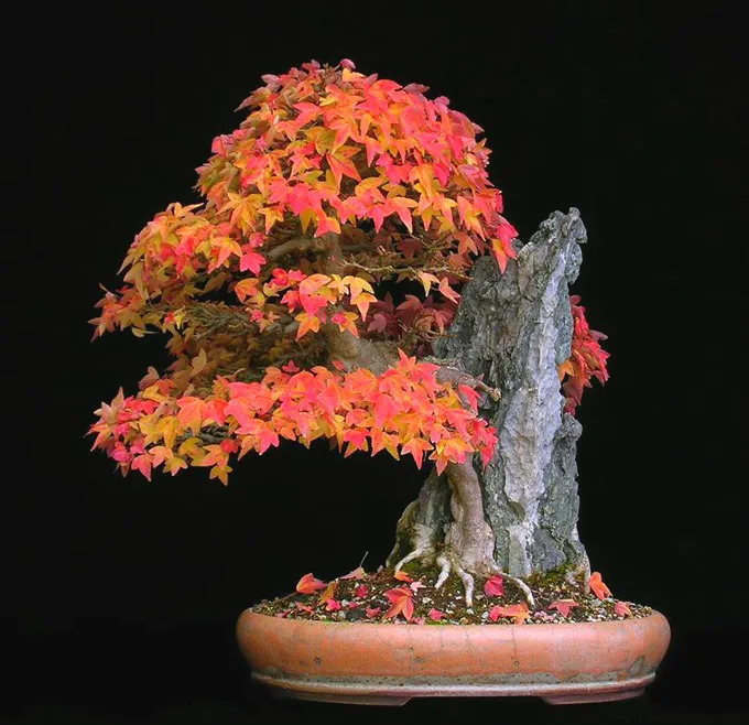 盆栽 Yunīku Bonsai-Dubai