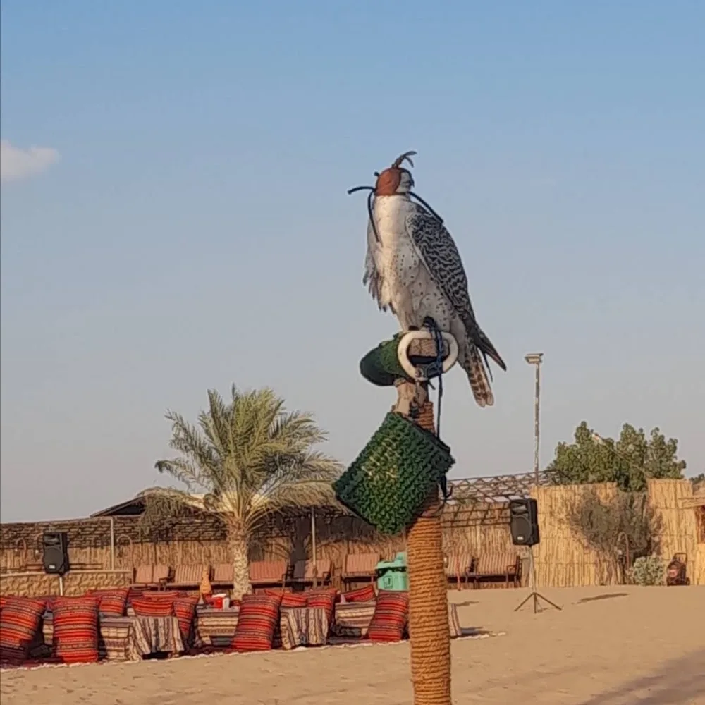 Desert Safari Tours Al Ain