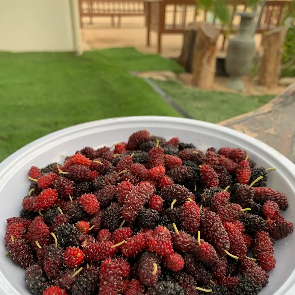 بوفلاح
