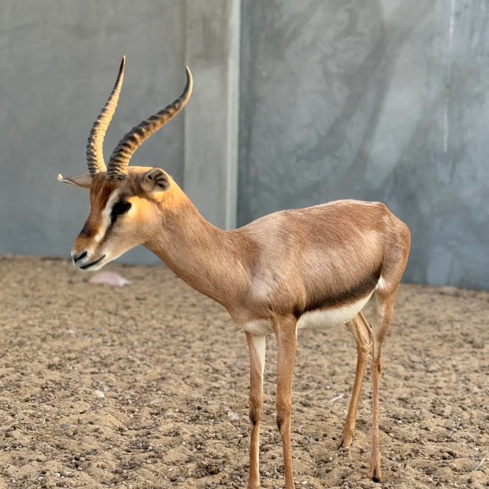 RASHID AMER ALSAADI FARM