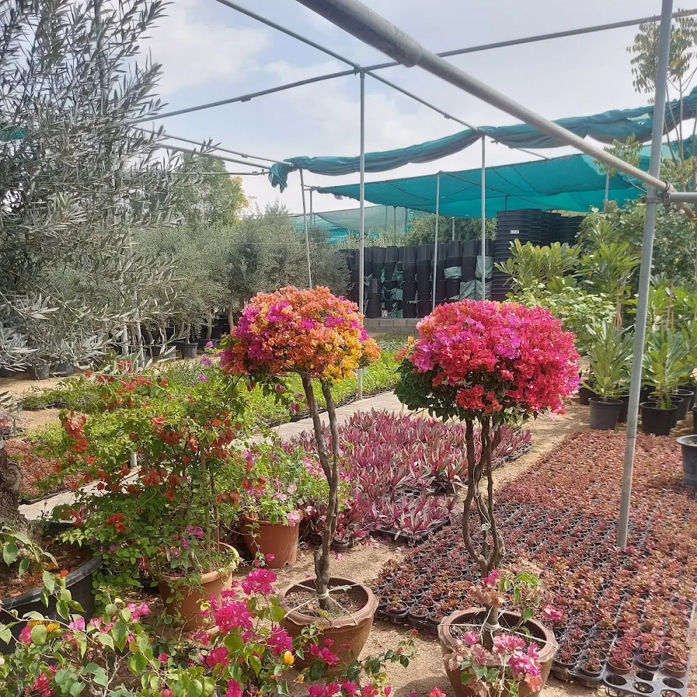 AMALI PLANTS AND TREES TRADING