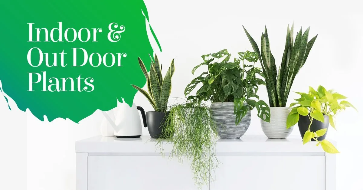 Plantsworld.aeI UAE's Most Trusted Indoor and Outdoor Online Plant Shop