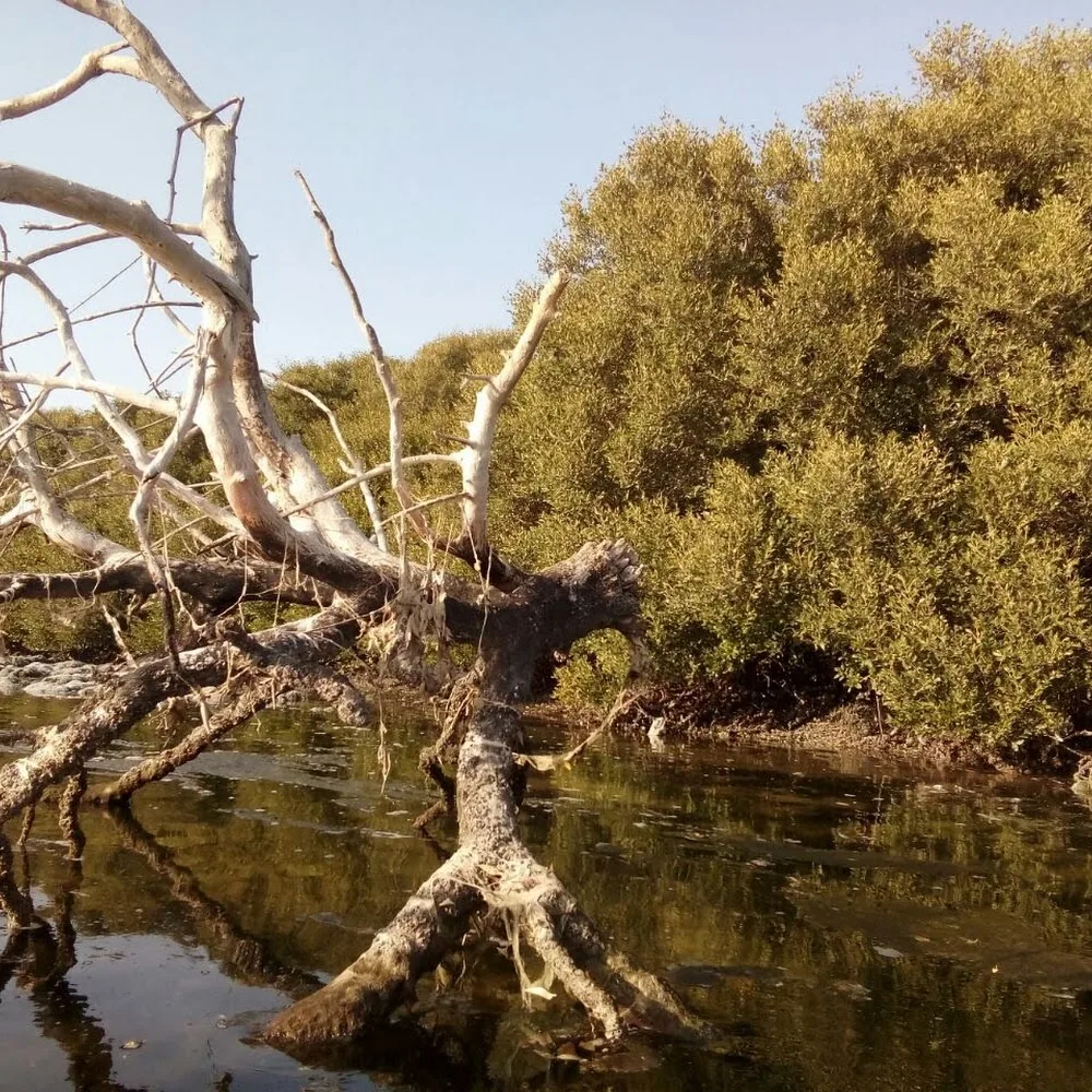 Al Zorah Mangrove Tours